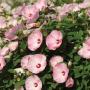 Seminte profesionale Hibiscus moscheotus - Hibiscus - imagine 49370